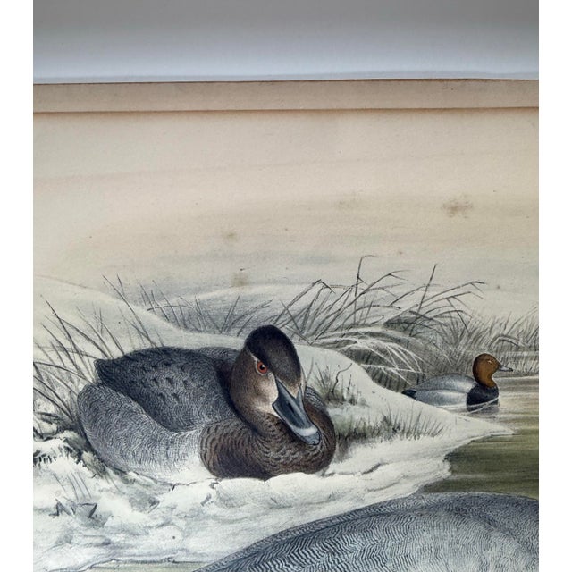 1860s Hand-Colored Duck Lithograph From John Gould’s “Birds of Great Britain” For Sale In New York - Image 6 of 9
