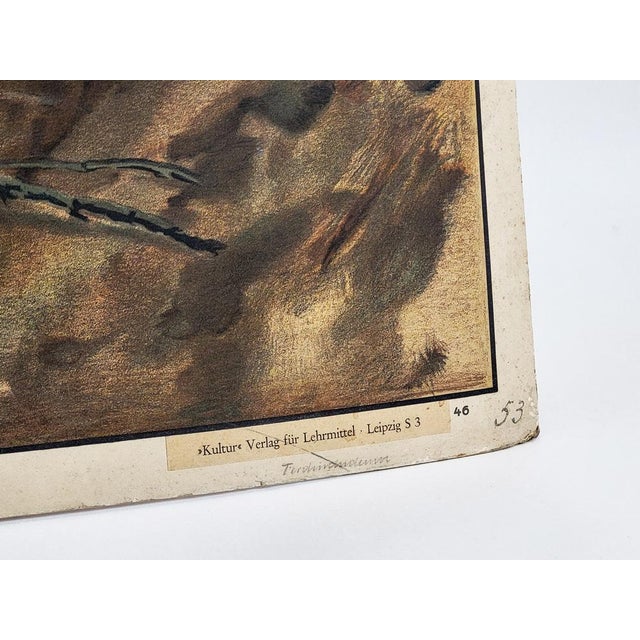 Beige 19th Century Educational Wall Chart with Badger For Sale - Image 8 of 10
