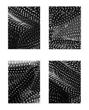 Contemporary Black and White Feather Photographs, Unframed - Set of 4