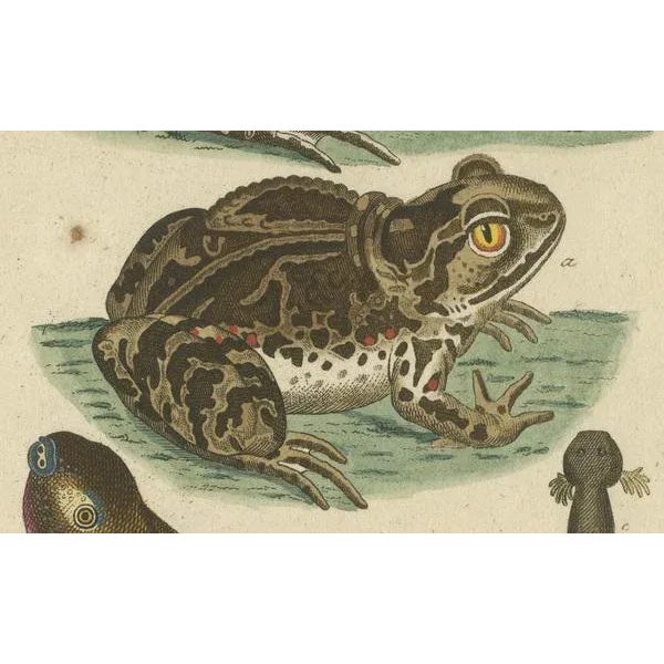 Amphibians, Reptiles and Mammals, 1793, Paper For Sale - Image 4 of 7
