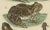 Amphibians, Reptiles and Mammals, 1793, Paper For Sale - Image 4 of 7