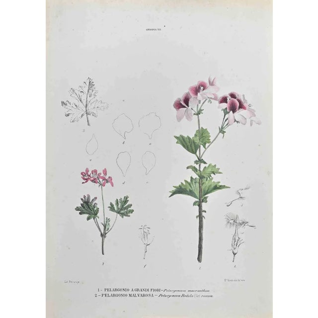 Vincenzo Tenore, Geraniaceae, Lithograph, 1870s For Sale