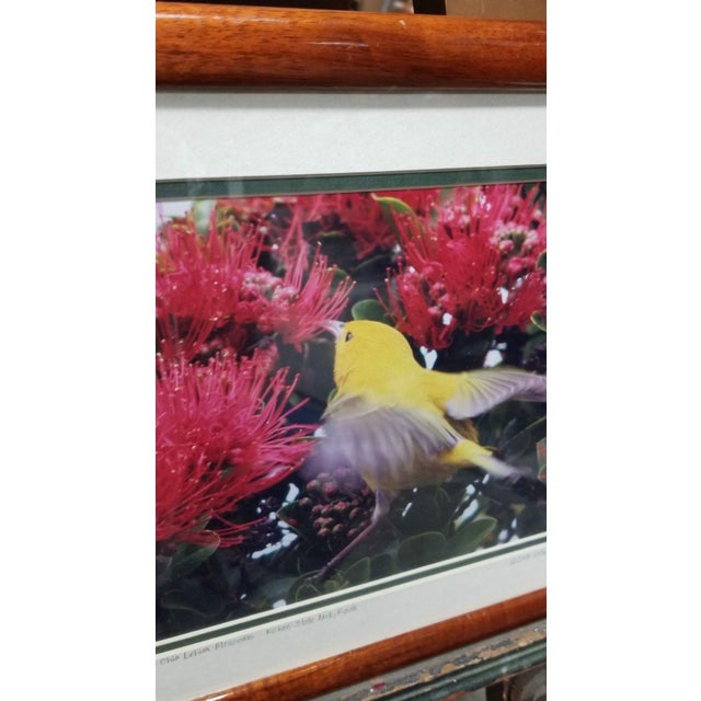 Framed original photography print of a small yellow bird among Hawaiian blossoms framed in a lustrous red Koa Wood frame....