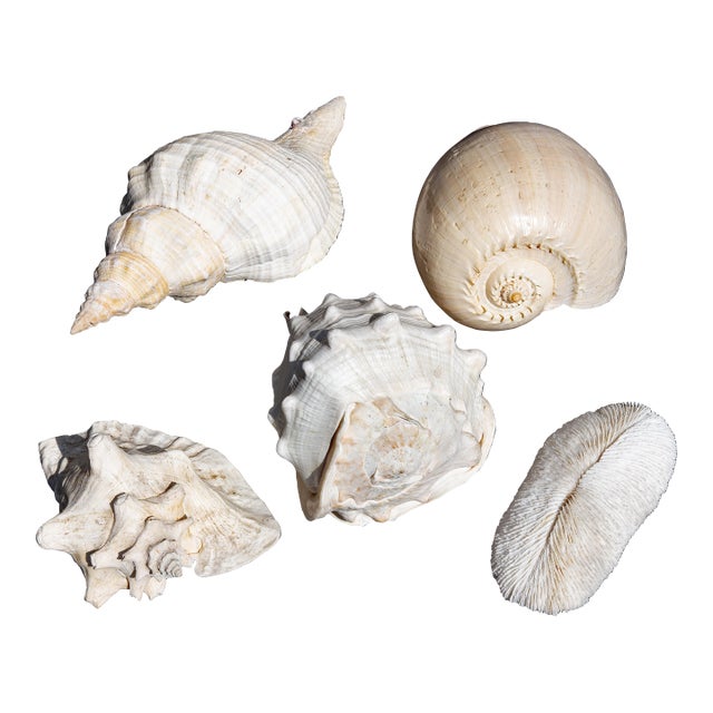 Collection of Large Conch Shells For Sale