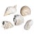 Collection of Large Conch Shells For Sale