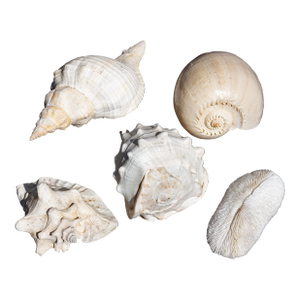 Collection of Large Conch Shells