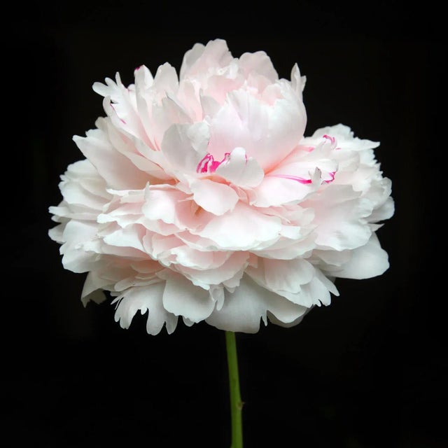 Color Photograph of a Peonies Flower against Black
