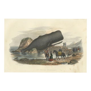 After Édouard Traviès, The Cylindrical Physale (Sperm Whale), 1840, Hand-Colored Engraving For Sale