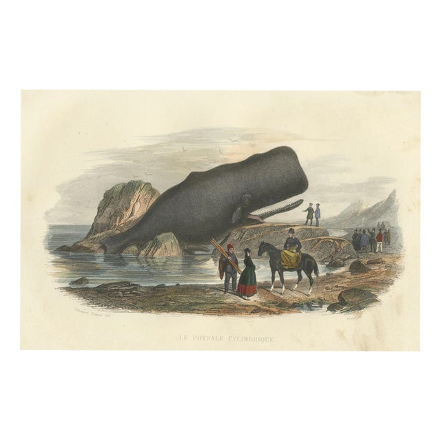 After Édouard Traviès, The Cylindrical Physale (Sperm Whale), 1840, Hand-Colored Engraving For Sale