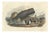 After Édouard Traviès, The Cylindrical Physale (Sperm Whale), 1840, Hand-Colored Engraving For Sale
