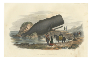 After Édouard Traviès, The Cylindrical Physale (Sperm Whale), 1840, Hand-Colored Engraving