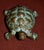 Nautical Vintage Small Set of Three Brass & Bronze Assorted Turtles For Sale - Image 3 of 12