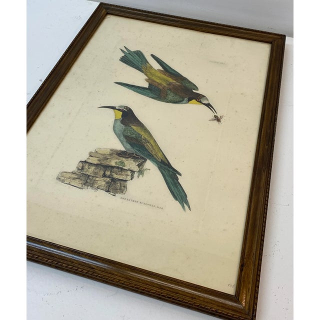 Prideaux John Selby "Bee Eaters European M&f" Hand Colored Etching C.1820s For Sale - Image 10 of 12