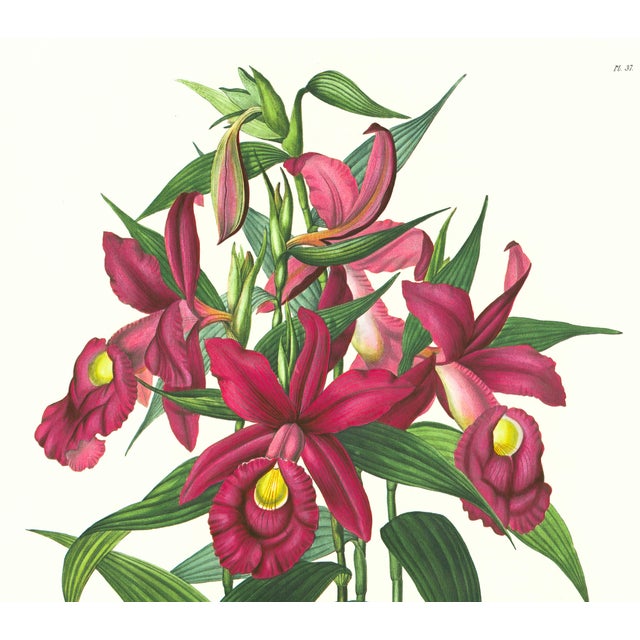 Limited edition reproduction print of one of the most famous botanical works ever produced, "The Orchidaceae of Mexico and...