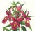Limited edition reproduction print of one of the most famous botanical works ever produced, "The Orchidaceae of Mexico and...