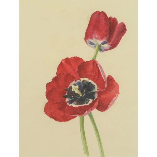 Realism Early 20th Century Watercolor Painting of a Purple and White Parrot Tulip For Sale - Image 3 of 9