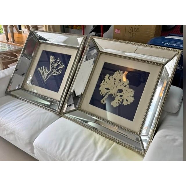 The image of a branch of cream seaweed on a navy background is surrounded by a soft cream mat and framed in a wide...