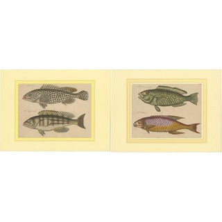 Marine Splendor, 1819, Paper For Sale