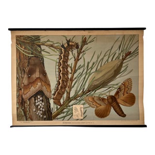 19th Century Antique German Educational Chart For Sale