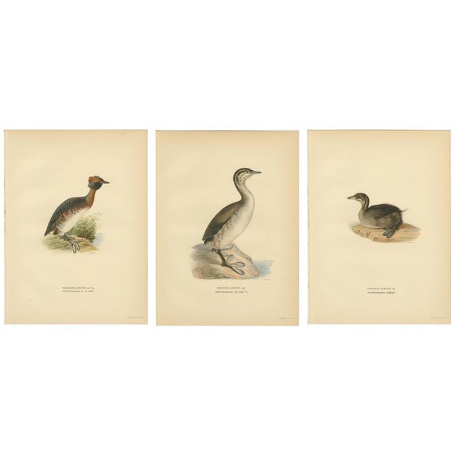 Antique Horned Grebe Bird Lithographs, Podiceps Auritus, 1929, Set of 3 For Sale - Image 3 of 10