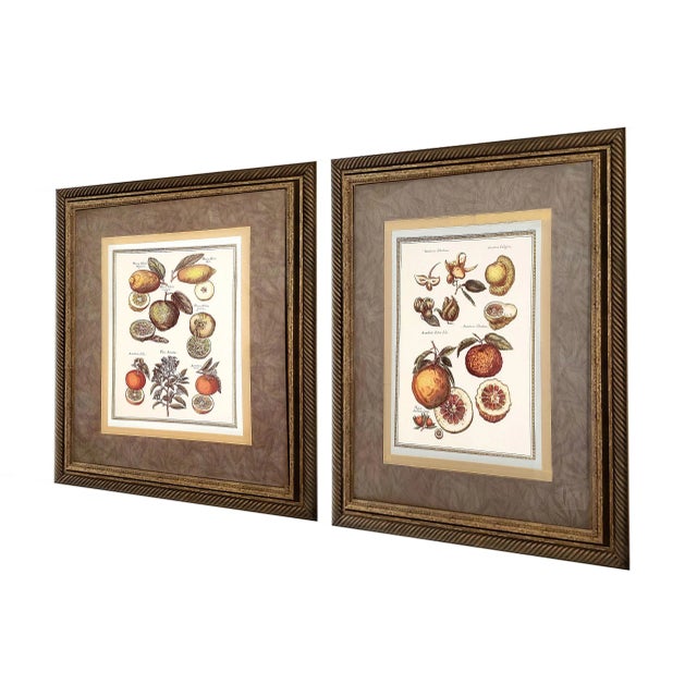Late 20th Century Prints Botanical Pair Framed For Sale - Image 5 of 16