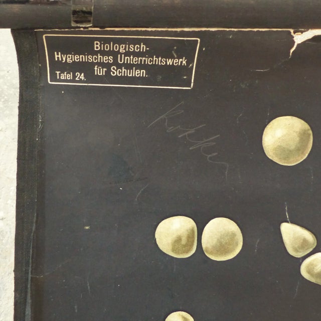 Mid-Century Modern Vintage Educational Bacteria Chart, 1930s For Sale - Image 3 of 4