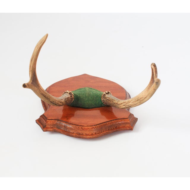 Vintage Four Point Whitetail Deer Antler Plaque For Sale - Image 4 of 7