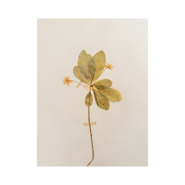 Rustic European Vintage Swedish Herbarium - European Starflower, Circa 1938 For Sale - Image 3 of 7