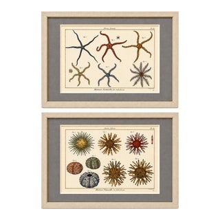 Starfish & Sea Urchins – Set of 2 Custom Framed – Antique Marine Life Engravings by Lamarck, Paris 1791 For Sale