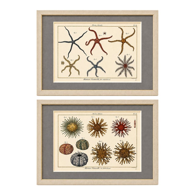 Starfish & Sea Urchins – Set of 2 Custom Framed – Antique Marine Life Engravings by Lamarck, Paris 1791 For Sale