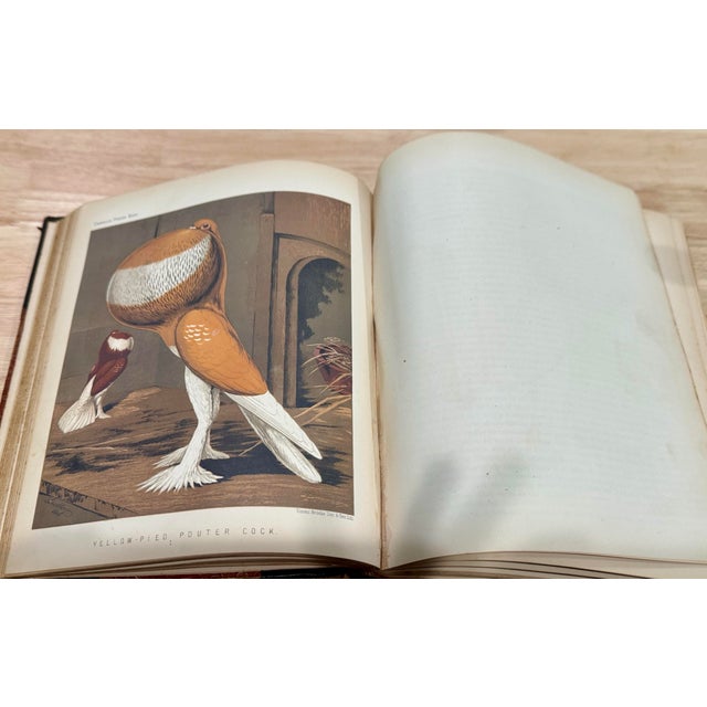 Rare 1870s First Edition: The Illustrated Book of Pigeons by Robert Fulton (Cassell Petter & Galpin) Complete With All 50 Color Plates by j.w. Ludlow For Sale - Image 12 of 12
