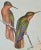 Mid 19th Century Hummingbirds: Framed Gould Antique Hand-Colored "Rufous-Breasted Sabrewing", 1850 For Sale - Image 5 of 7