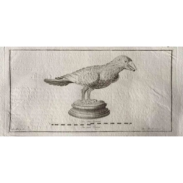 Animal figures from ancient rome, from the series of "the antiquities of herculaneum exposed", is an original etching from...