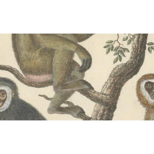 Karl Joseph Brodtmann, Gibbons & Monkeys, 1816, Lithograph For Sale - Image 6 of 10