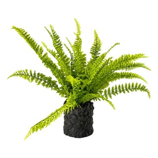 Fern Plant with Mossy Base 24"H For Sale