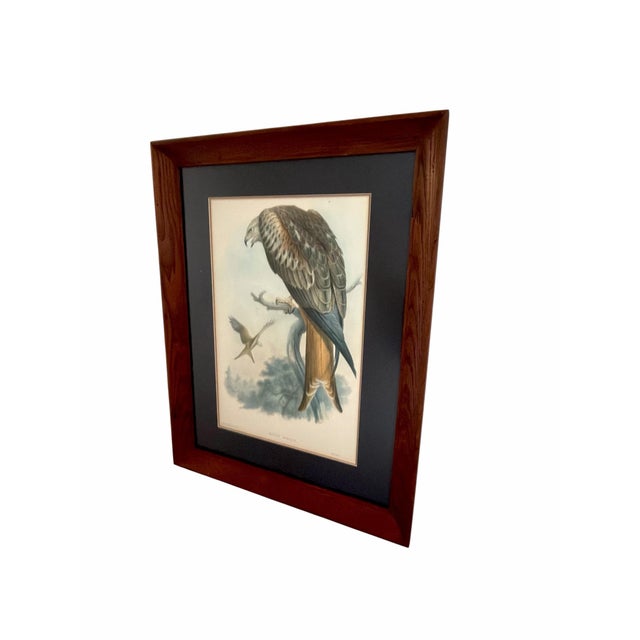 19th-Century Framed John Gould Red Kite | Original Antique Bird Print For Sale - Image 11 of 12
