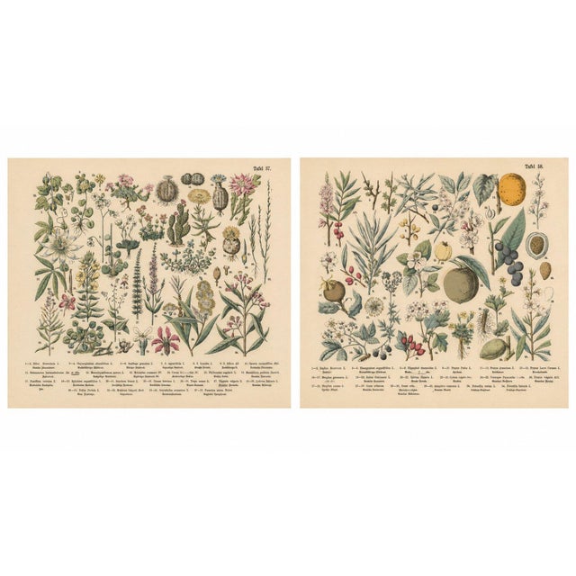 M. Fünfstück, Exotic Plants & Fruit Trees, 1890s, Chromolithograph, Set of 2 For Sale - Image 4 of 9