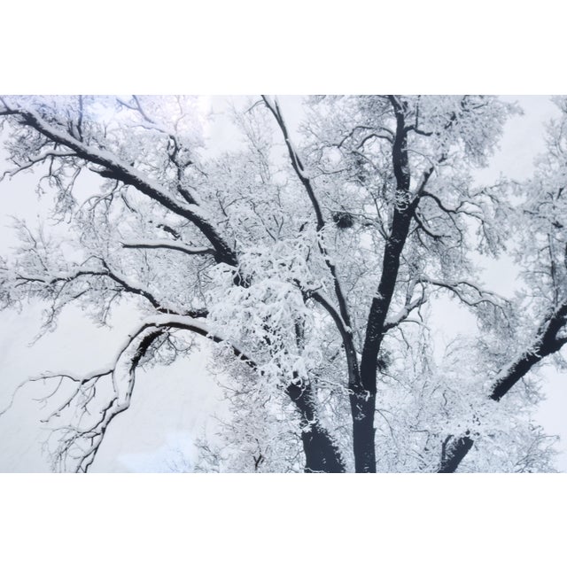 1948 Ansel Adams Oak Tree Snowstorm, Yosemite National Park Photograph Art Print For Sale - Image 10 of 18