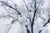 1948 Ansel Adams Oak Tree Snowstorm, Yosemite National Park Photograph Art Print For Sale - Image 10 of 18