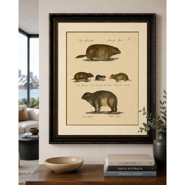 Alpine Marmot, Hamster, Lemming & Rock Hyrax, Brodtmann Lithograph, 1816 This original hand-colored lithograph presents a...