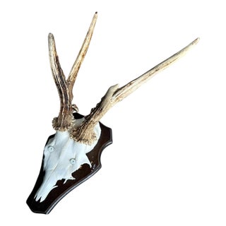 1980s Roe Deer Trophy 26 Black Forest Antlers For Sale