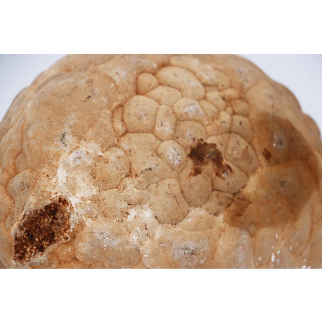 Tan Cerebroid Silex, Middle Jurassic, Iberian Peninsula For Sale - Image 8 of 16