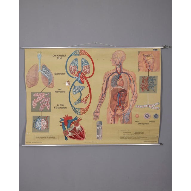 Beige Vintage School Poster Breathing and Blood Circulation from Lehrmittelverlag Wilhelm Hagemann, 1970s For Sale - Image 8 of 14