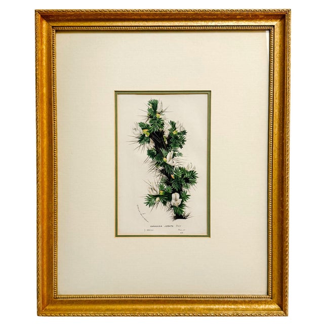 Trio of 19th Century Framed Louis Van Houtte Botanical Chromolithographs For Sale - Image 4 of 8