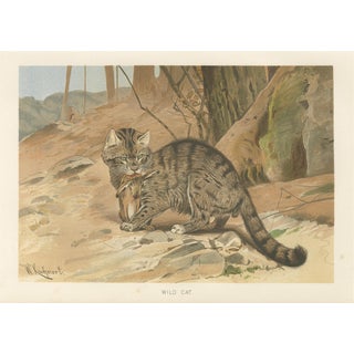 Antique Victorian Zoological Wild Cat Print, 1894 For Sale