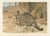 Antique Victorian Zoological Wild Cat Print, 1894 For Sale