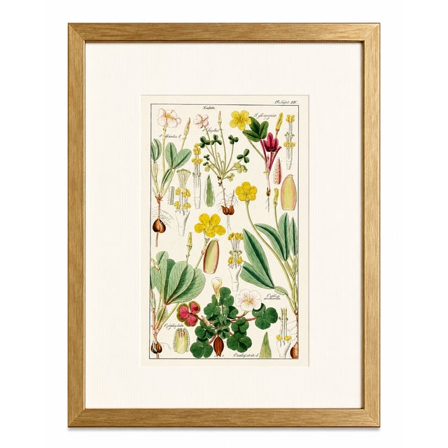 Illustration Pair of Original Hand-Colored Botanical Engravings From Dr. David Dietrich's Flora Universalis, C. 1850 | Custom Framed Antique Botanical Prints Set B For Sale - Image 3 of 4