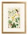 Illustration Pair of Original Hand-Colored Botanical Engravings From Dr. David Dietrich's Flora Universalis, C. 1850 | Custom Framed Antique Botanical Prints Set B For Sale - Image 3 of 4