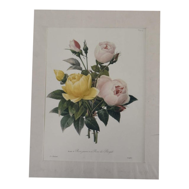 1980s Rosa Gallica and Rosa De Bengal Reproduction Print For Sale