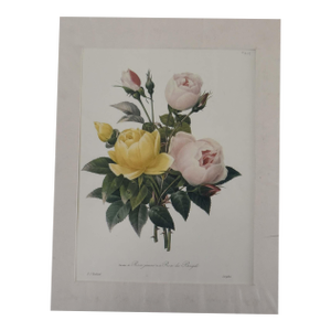 1980s Rosa Gallica and Rosa De Bengal Reproduction Print
